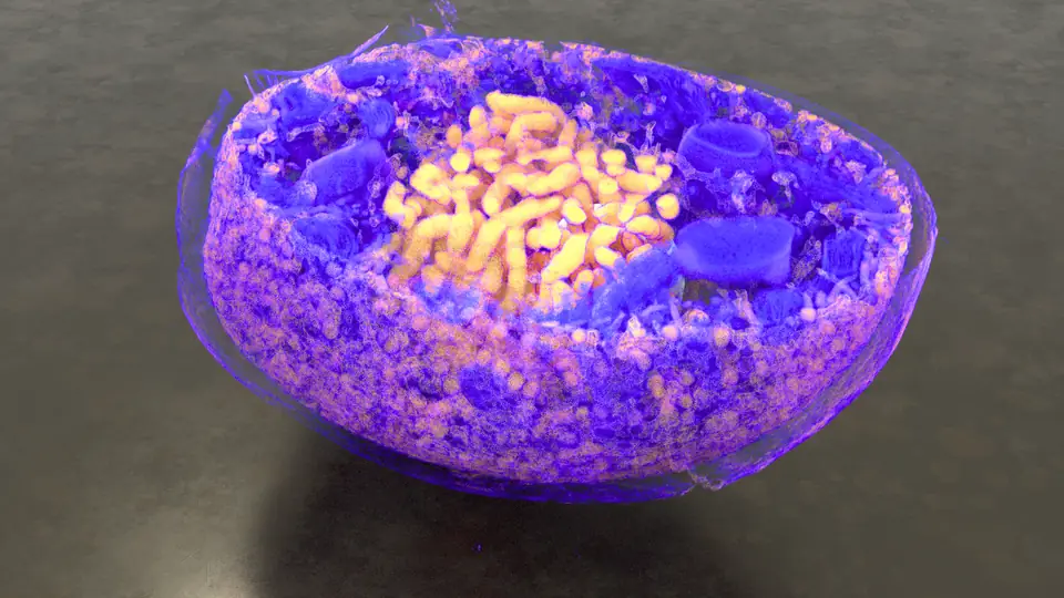 Marine Plankton preview